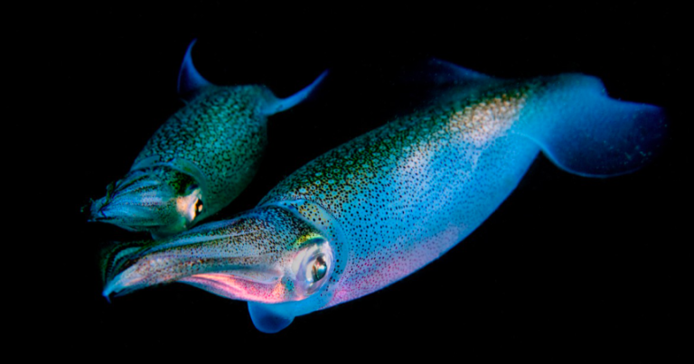 [Galería] Selección chilena de Fotografía Submarina rumbo al mundial en Portugal: Estas son algunas de sus imágenes