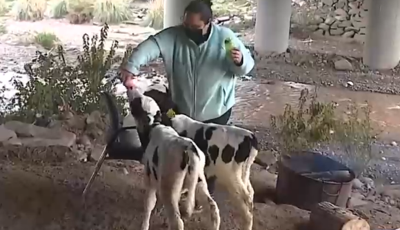 Acusan desalojo de municipio por cuidar animales bajo puente en La Dehesa: 