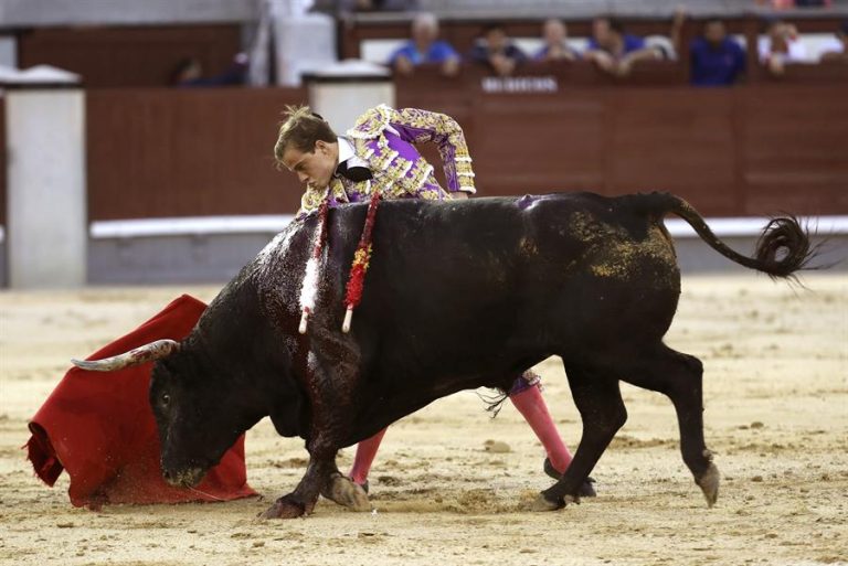 Torero fue hospitalizado tras sufrir grave cornada: Había intentado matar al animal en público