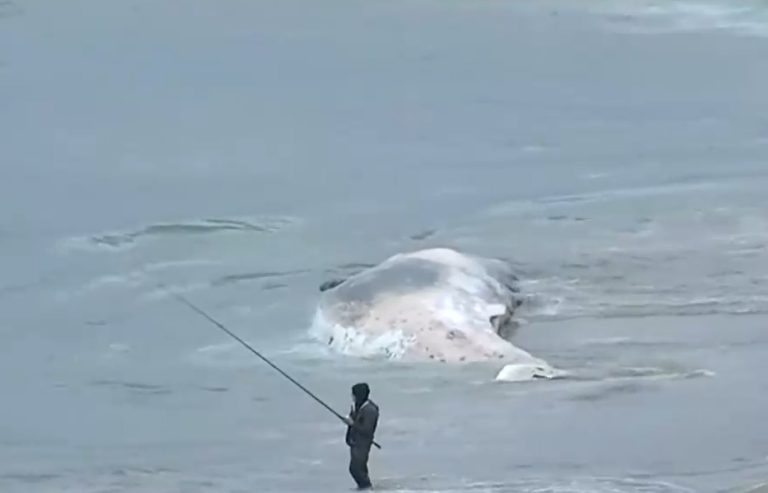 Cachalote de 10 metros se encuentra varado en Playa Luna: Residentes advierten riesgo sanitario