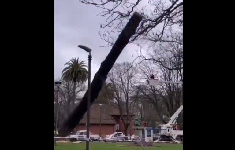 Talan árbol y por error destruyen monumento de Simón Bolívar en Parque Ecuador de Concepción