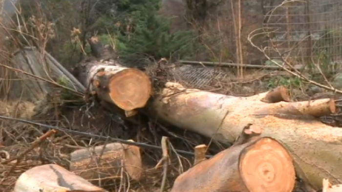 Caída de arboles y cortes de luz: San José de Maipo fue afectado por frente de lluvias