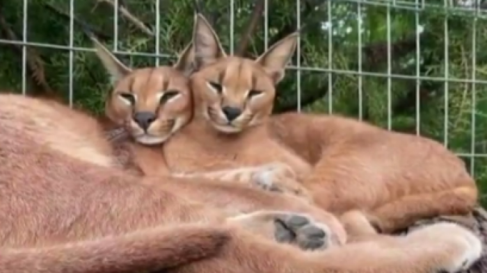 Vecinos denuncian zoológico ilegal en condominio: Animales son exhibidos en redes sociales