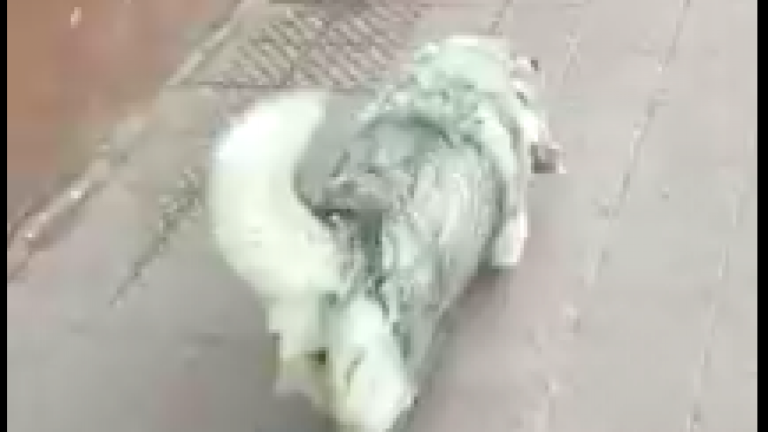 ¡Increíble! Perrita en Cabildo lleva comprando su propio alimento por 10 años