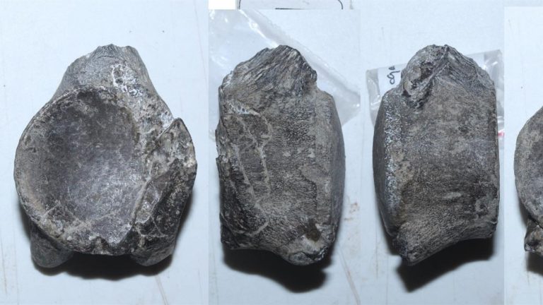 Hallan fósil de mosasaurio que habitó en Chile hace 66 millones de años