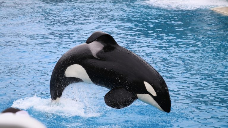 Activistas piden investigar repentina muerte de orca en popular parque de California
