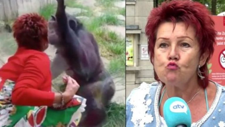 ¿Romance con un chimpancé? Zoológico le prohibió el acceso a una mujer por particular motivo