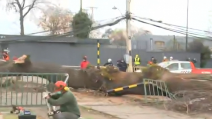 Gigantesco árbol cayó en rotonda Quilín: Personal municipal y Carabineros trabajan en el lugar