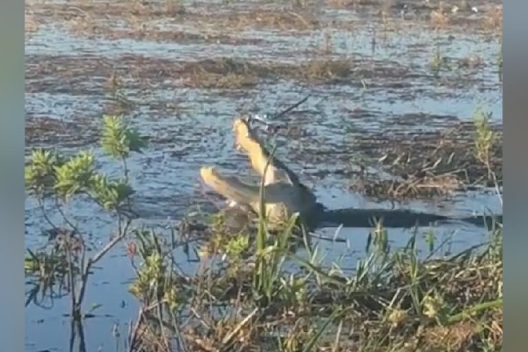 Cocodrilo se comió un dron que lo grababa: Artefacto explotó en su boca