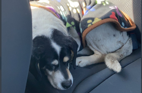 Perrito perdido viajó más de 300 kilómetros escondido en un bus y fue encontrado comiendo pizza