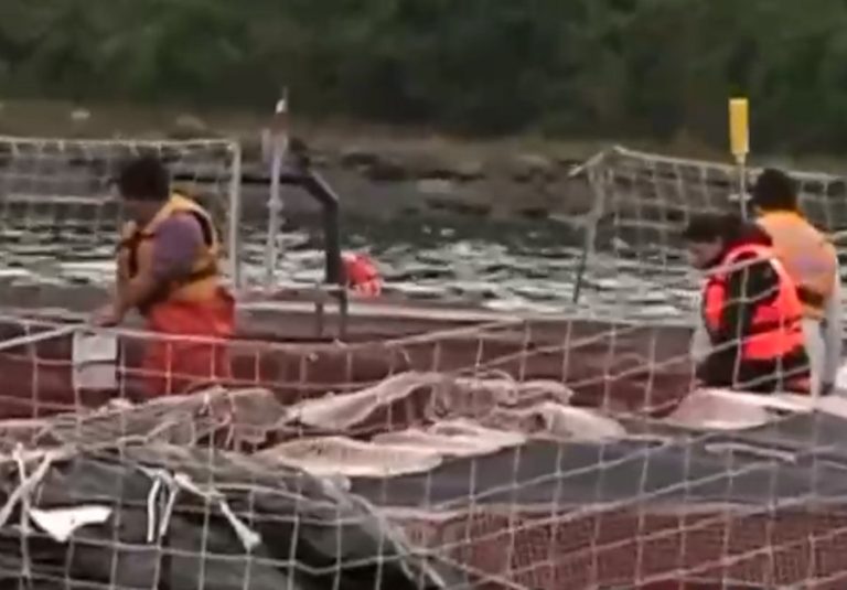 Millonaria multa a salmonera por malas prácticas medio ambientales