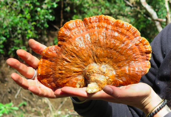 Giuliana Furci, micóloga: “Los hongos demuestran que el éxito de la sobrevivencia está en la colaboración y no en la competencia”