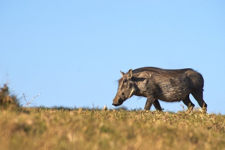 Hombre intentó cazarlo: Jabalí mató a millonario que le disparó