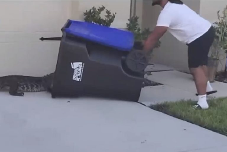 Sin miedo: Hombre en Estados Unidos logró capturar a un cocodrilo con un basurero