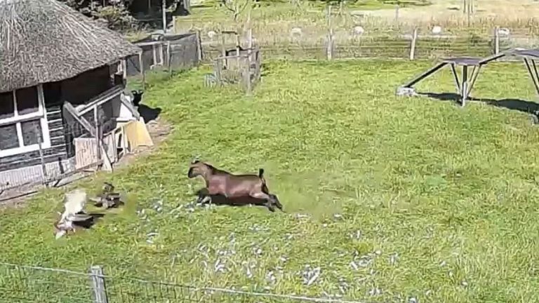 ¡Impactante video! Animales rescatan y protegen a una gallina del ataque de un halcón