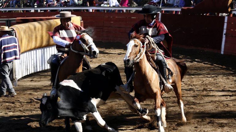 ¿Deporte o maltrato animal? Resurge el debate en torno al rodeo como tradición nacional