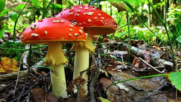 Giuliana Furci, micóloga: “Los hongos demuestran que el éxito de la sobrevivencia está en la colaboración y no en la competencia”