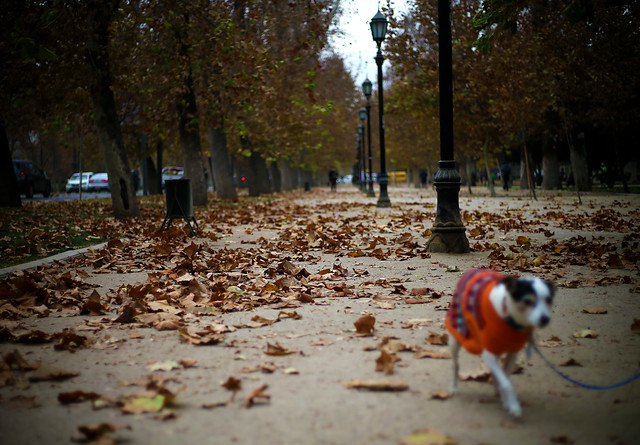 Vientos desde Coquimbo hasta Biobío: Onemi declara Alerta Temprana Preventiva por aviso meteorológico