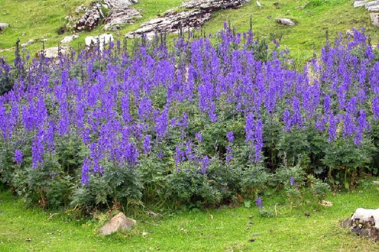 ISP informa la existencia de 47 plantas tóxicas en el país: Revisa cuáles son y la sintomatología que producen
