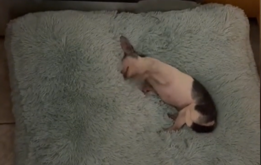 Perrita disfruta por primera vez de una cama tras haber sido rescatada de familia que la maltrató durante años