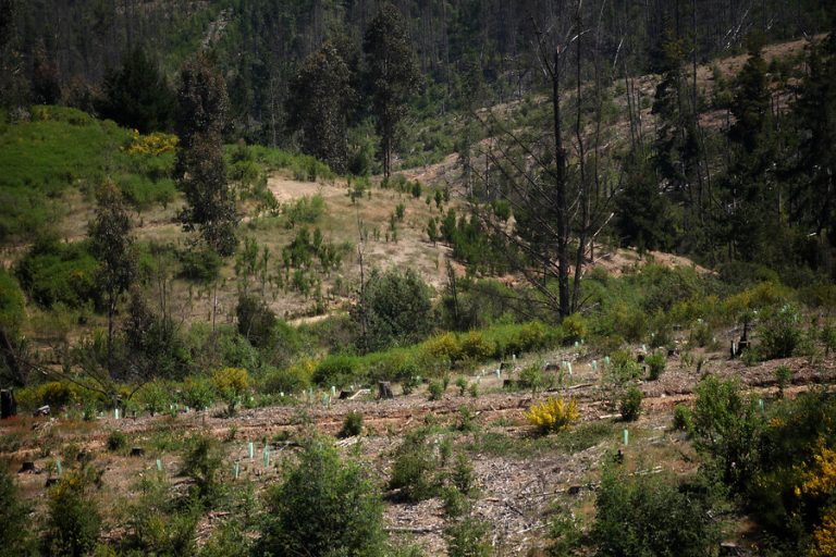 Fernanda Salinas y plantaciones forestales en Chile: “Pueden llegar a ser sostenibles, pero no de la forma en que trabajan en la actualidad”