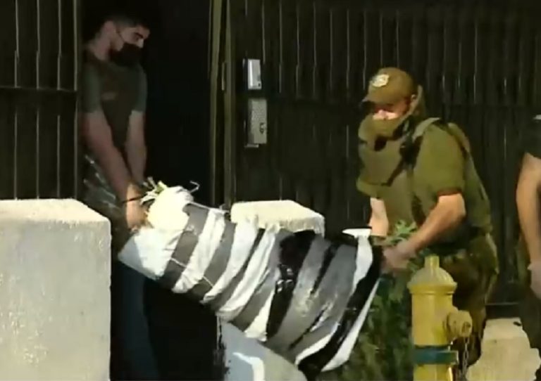 Polémica por el decomiso de 700 plantas de marihuana: Las cultiva una fundación