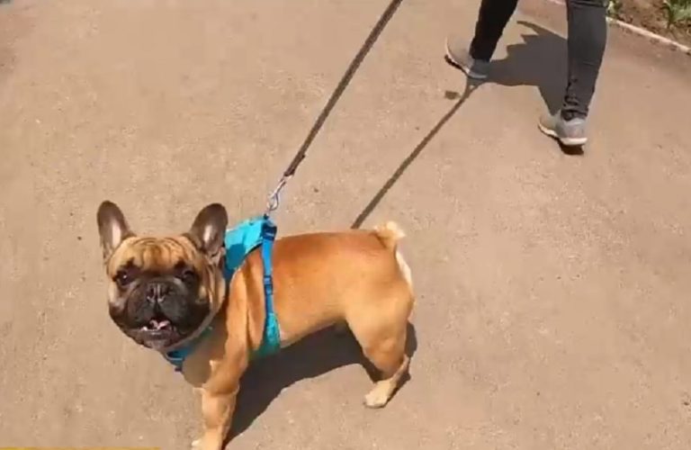 Proyecto de ley busca impedir la comercialización de perros y gatos en criaderos