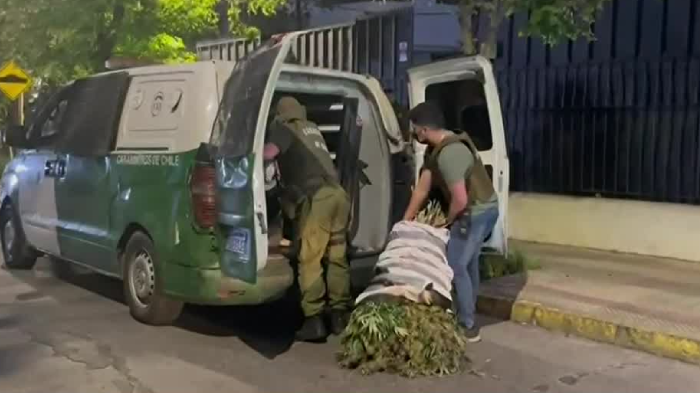 Masivo decomiso: Se encontraron 700 plantas de marihuana en Providencia
