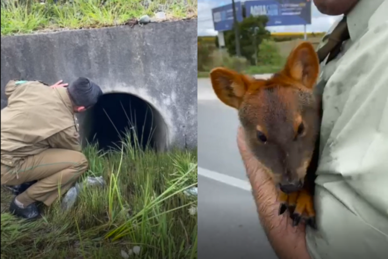 El rescate a un pudú que estaba atrapado en un alcantarillado en Puerto Montt