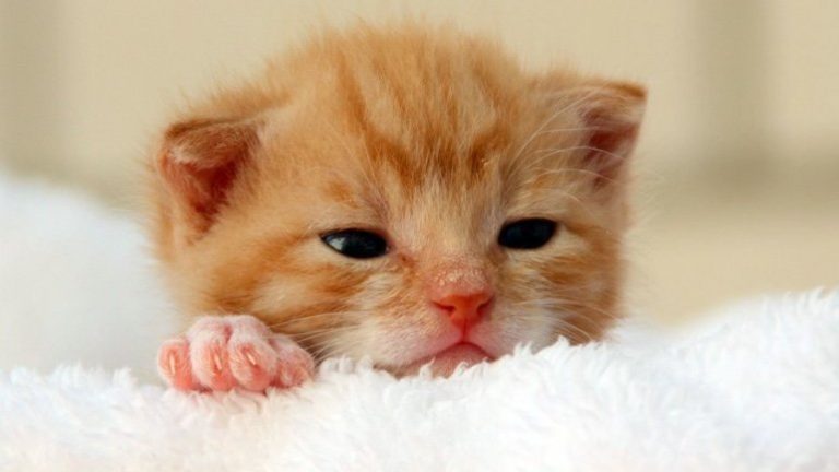 Presentan proyecto para dar día libre a trabajadores ante muerte de mascota