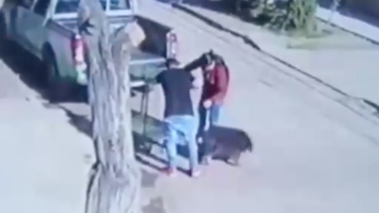 Fueron removidos: Polémico abandono de perrita en vía pública por parte de funcionarios municipales