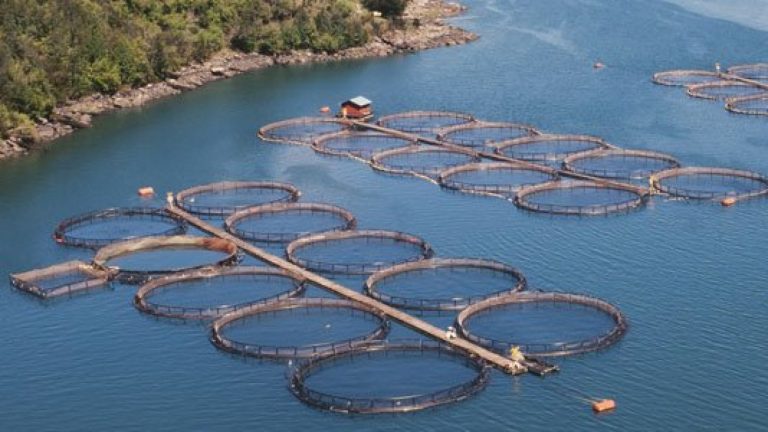 Max Bello, el señor de los océanos: “La salmonicultura tiene que salir del agua”