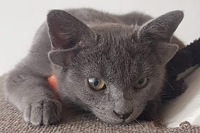 Tiene más de 34 mil seguidores en Instagram: La historia de Midas, la gata de cuatro orejas