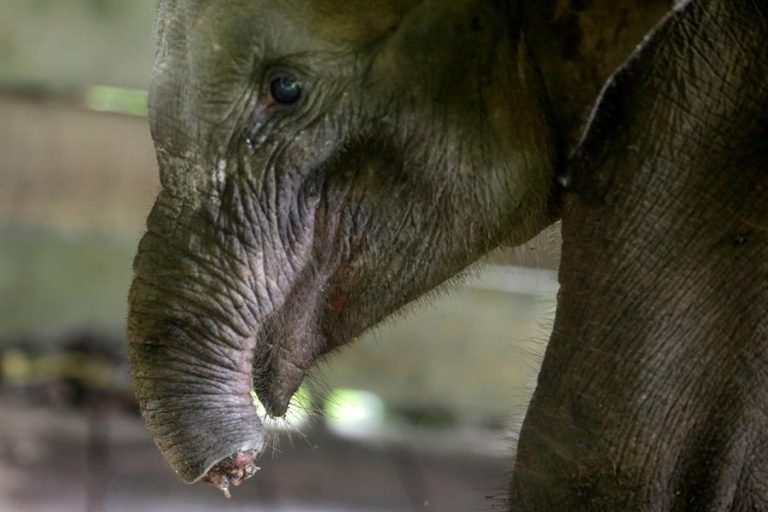 Muere una cría de elefante en Indonesia tras perder la trompa: Cayó en una trampa de cazadores