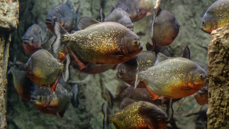 ¡Trágico final! Hombre huía de abejas y falleció atacado por pirañas