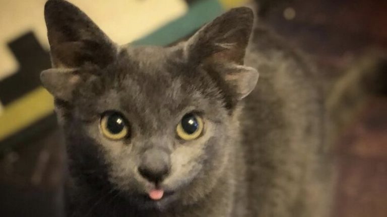 ¡Conmovió al mundo! Revisa la historia la gatita de cuatro orejas llamada Midas
