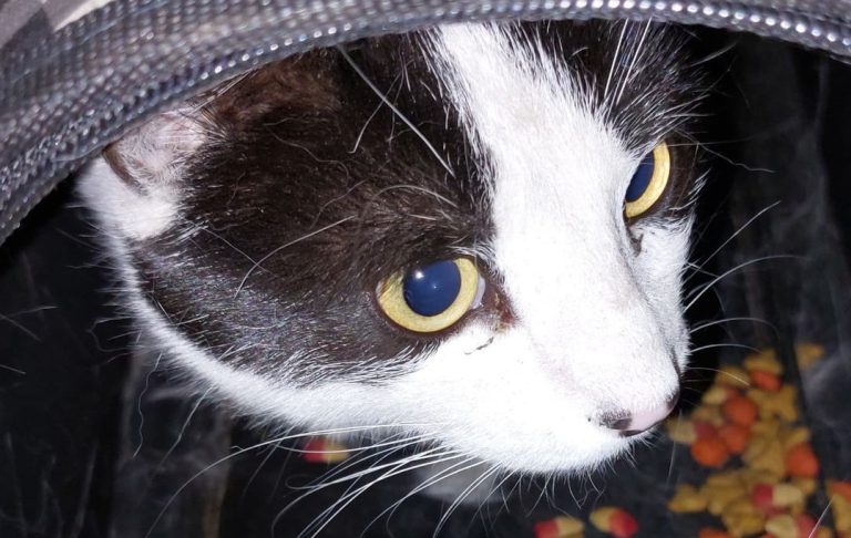 Más de 100 mascotas rescatadas en incendio de Castro necesitan refugio: Así puedes ayudar