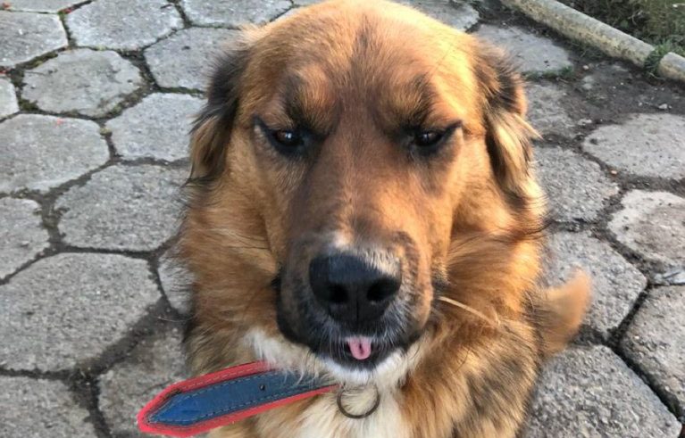 Brownie Boric Font descartó vivir en La Moneda: 