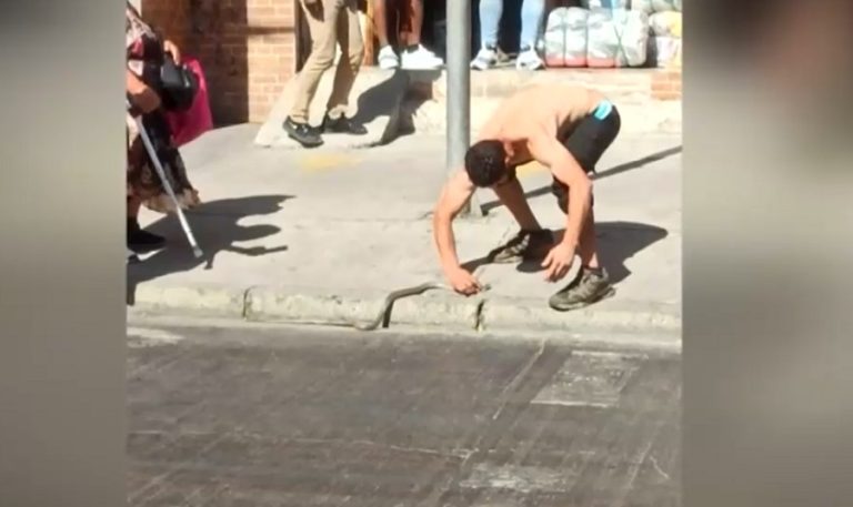Apareció en plena vía pública: Encuentran serpiente en barrio comercial de Estación Central