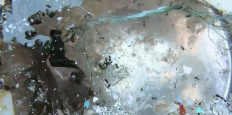 Los desastres del plástico en el ecosistema