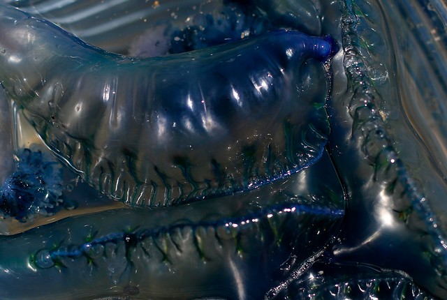 Por presencia de fragata portuguesa: Decretan cierre provisorio de playas de Viña del Mar y El Tabo