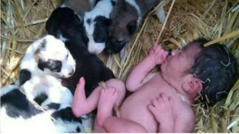 ¡Increíble milagro! Un bebé recién nacida fue abandonada en un campo y perro le salvó la vida