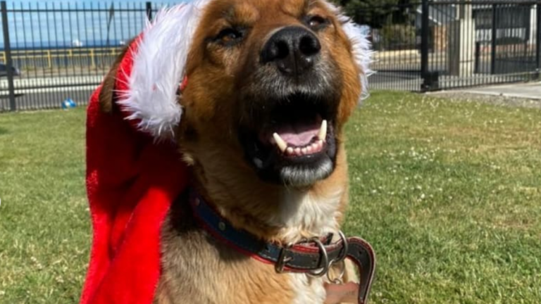 El mensaje navideño de Brownie: 