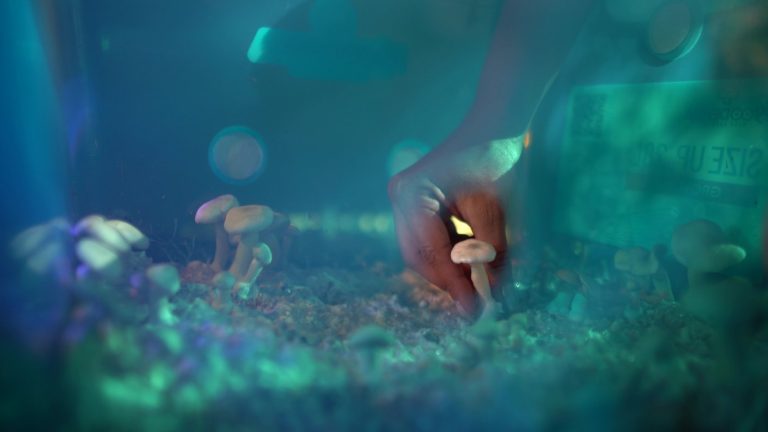 Emergentes 2, capítulo 10 | Hongos mágicos, un mundo de posibilidades