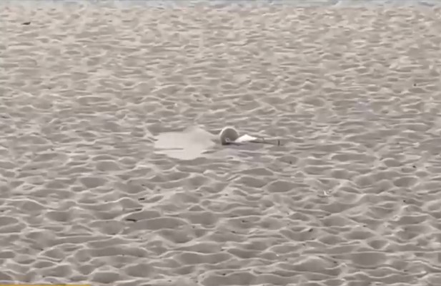 No detonó en Año Nuevo: Veraneante encontró artefacto explosivo en playa de Viña del Mar