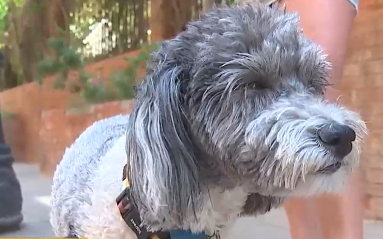 Heridos y deshidratados: Denuncian maltrato en hotel para perros