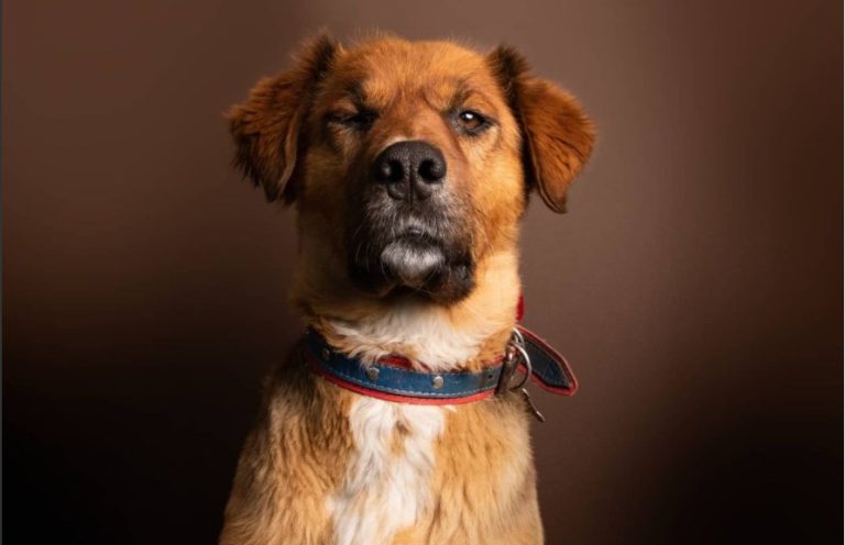 Brownie tras dichos del Papa: 