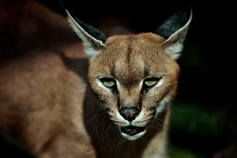 Buin Zoo anuncia la llegada de nuevos felinos y el regreso de sus visitas nocturnas