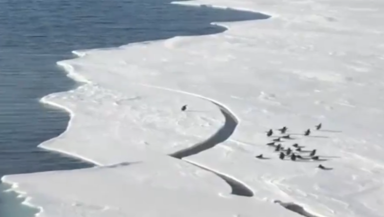 Angustioso escape de un pingüino se vuelve viral: Se salvó de quedar aislado tras quebrarse un glaciar