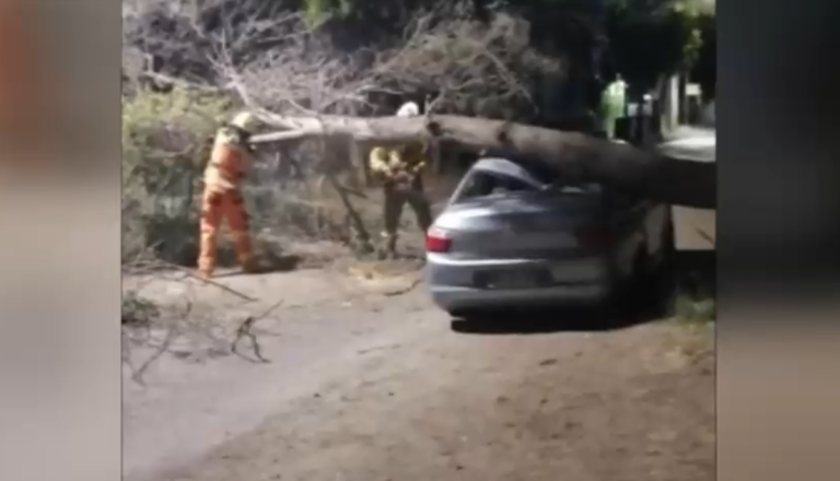 Caída de árboles en temporada de verano causan graves daños: Cuáles son las causas y quién se hace responsable